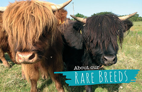 Read about Rivendell Farm 's Rare Breeds